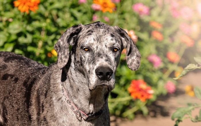 Merle Great Dane dog in front of flowers