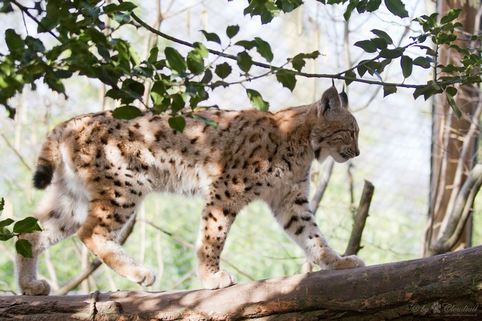 Lynx walking on a tree trunk
