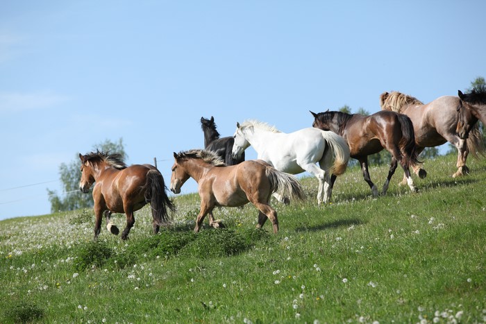 Herd of horses running on a grassy hill