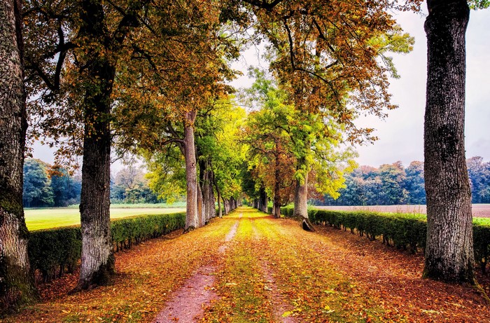 Autumn tree-lined road with fallen leaves