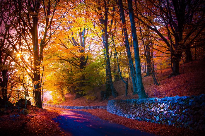 Autumn forest path with stone wall