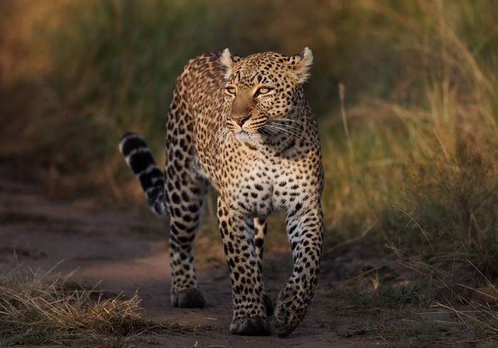 Leopard walking on a dirt path