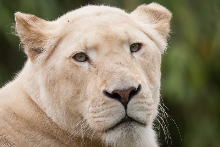 Close-up of a white lion's face