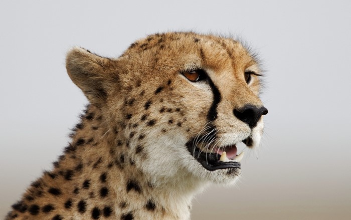 Close-up of a cheetah's head