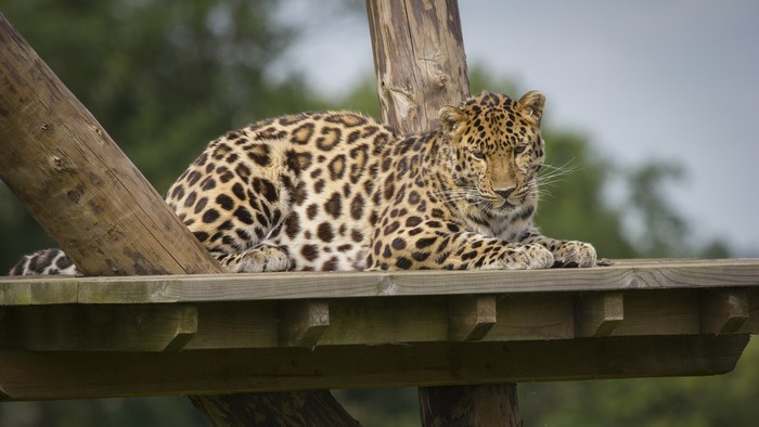 Leopard resting on a wooden platform