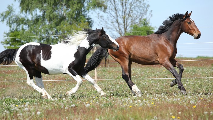 Two horses running in a field