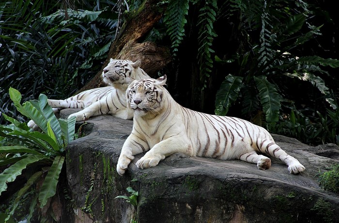 Two white tigers resting on a rock