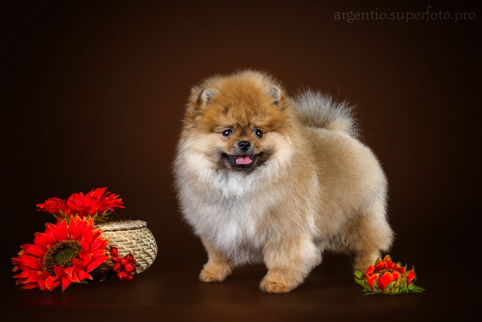 Pomeranian puppy with sunflowers and berries
