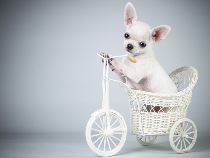 White Chihuahua Puppy in a Toy Tricycle