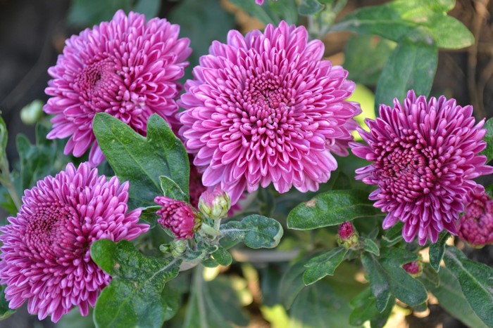 Pink Chrysanthemums in Bloom