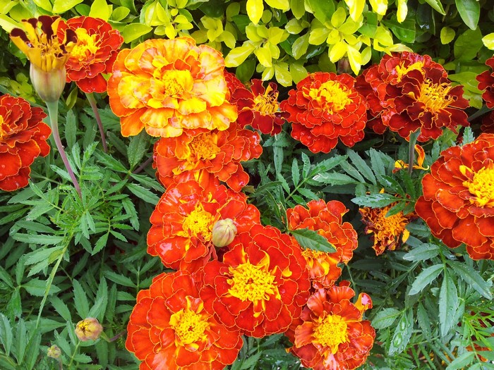 Orange and yellow marigolds with green leaves