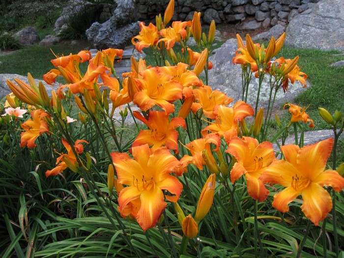 Orange daylilies in a garden with rocks