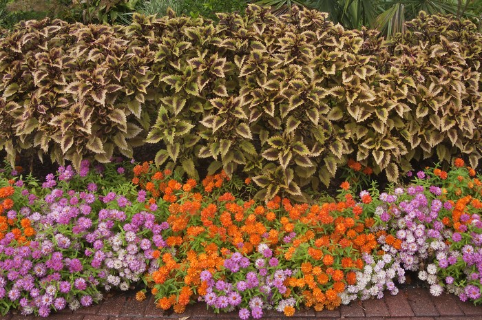 Colorful Zinnia and Coleus Flower Bed