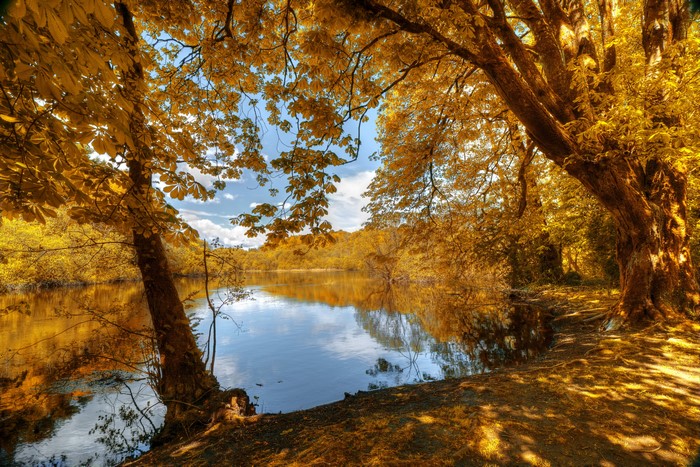 Autumn river scene with trees
