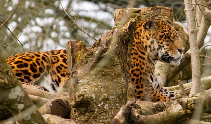 Jaguar resting on a tree stump and branches