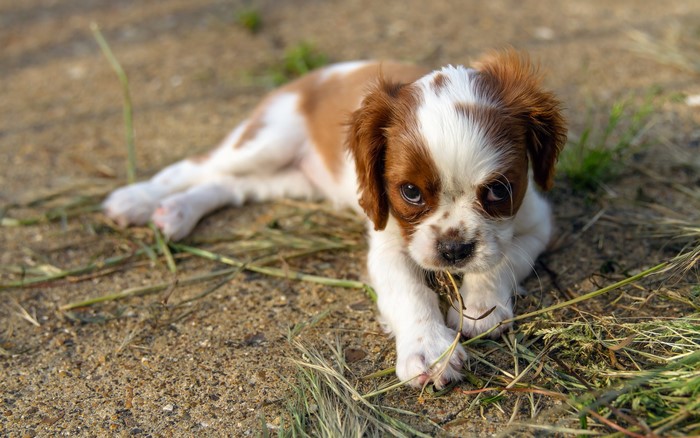Cavalier King Charles Spaniel Puppy Lying Down