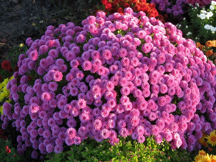 A large bush of pink chrysanthemums in full bloom