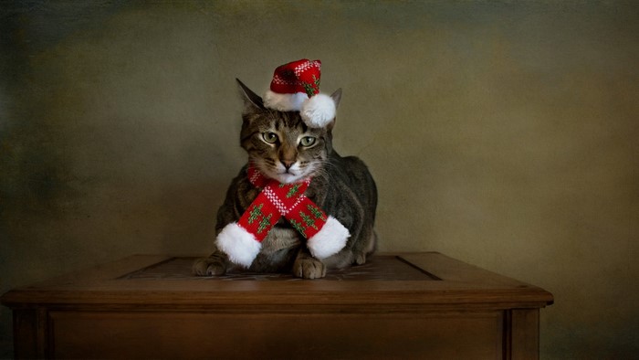 Cat wearing a Christmas hat and scarf