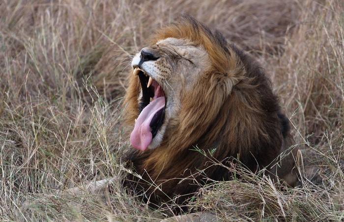 Lion yawning in dry grass