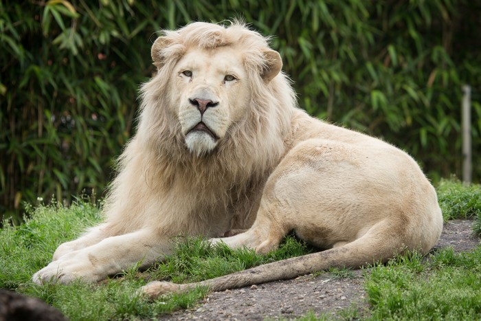 White Lion Lying on Grass