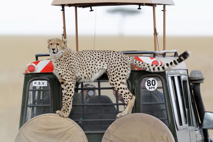 Cheetah on top of a safari vehicle