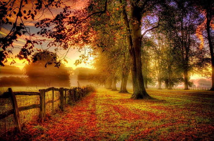 Autumnal landscape with trees and fence at sunrise