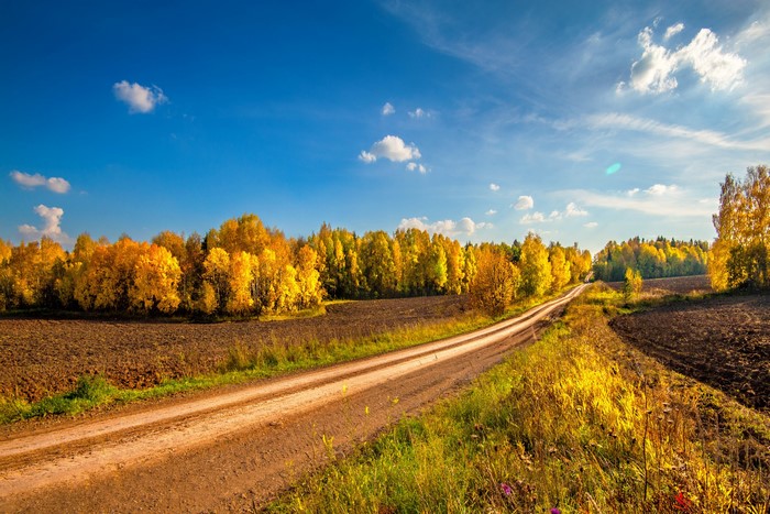 Autumn road through yellow trees and fields