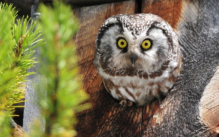 Boreal owl peeking out of a tree hollow
