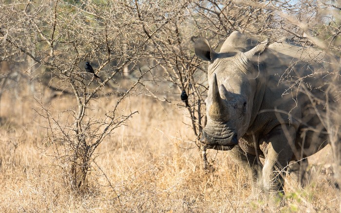 Rhino standing in dry grass and brush