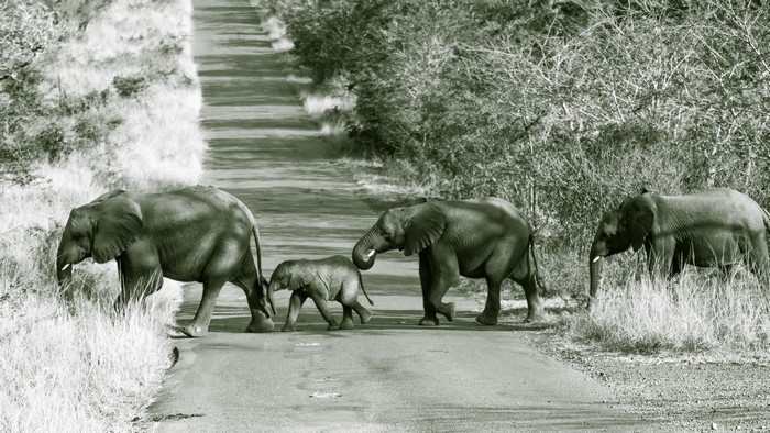 Elephants crossing a road in a savanna