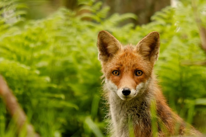 Fox looking at the camera in green foliage