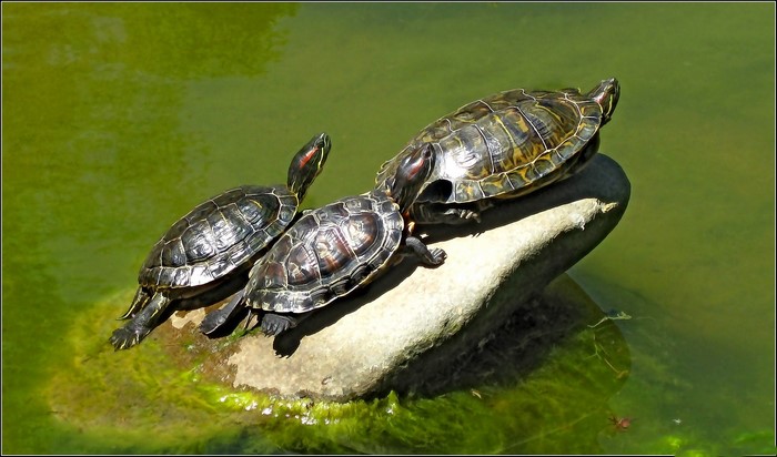 Three turtles on a rock in green water