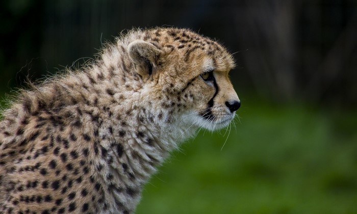 Cheetah cub profile view