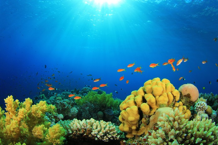 Underwater world with fish and coral reefs