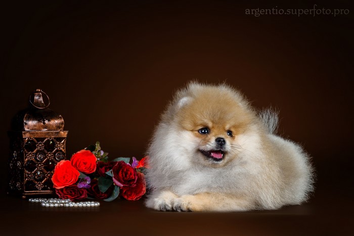 Pomeranian puppy with roses and lantern