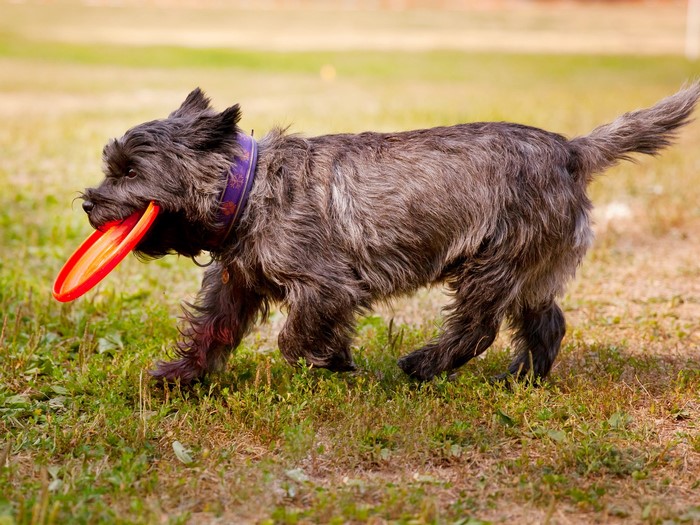 A dog with a frisbee in its mouth