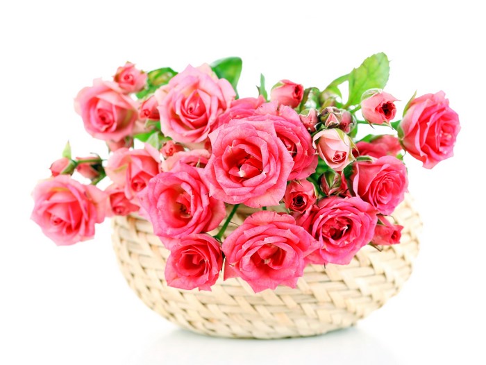 Pink roses in a wicker basket