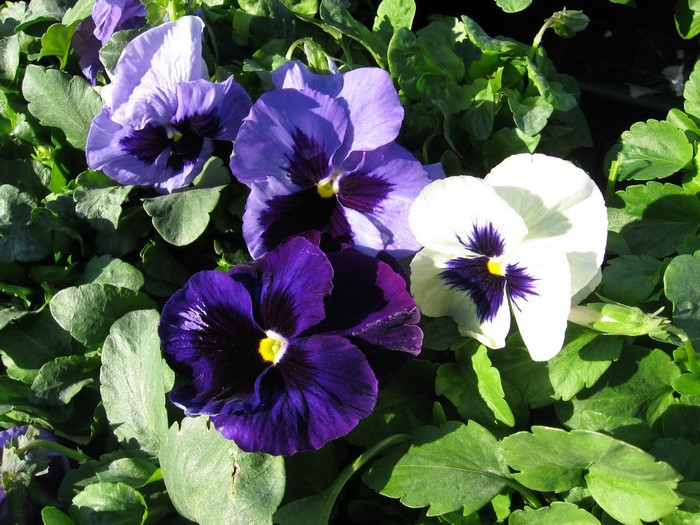 Close-up of colorful pansy flowers