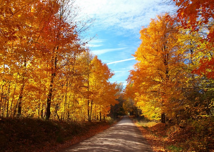 Road through an autumn forest with colorful trees