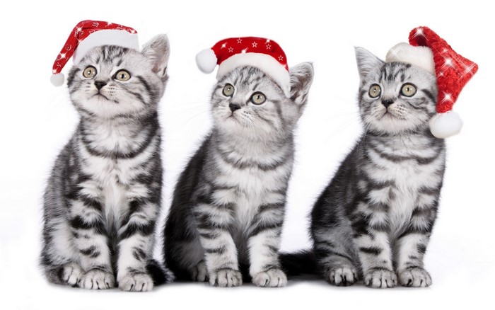 Three Kittens Wearing Santa Hats