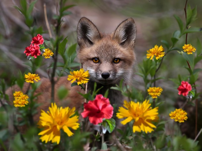 A fox peeks through flowers