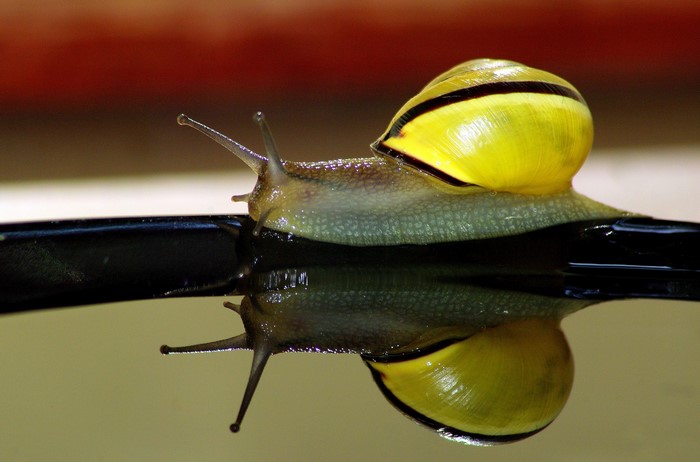 Yellow snail with black stripes on a reflective surface