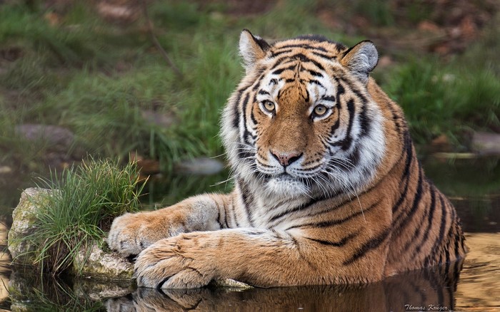 Tiger lying in water with grass and rocks