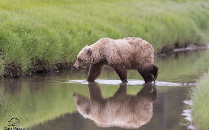 Brown bear walking in shallow water with reflection