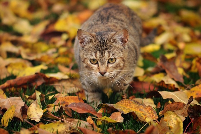 Tabby cat walking through autumn leaves