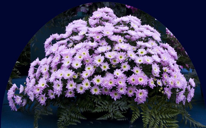 A large bouquet of light purple chrysanthemums with green ferns