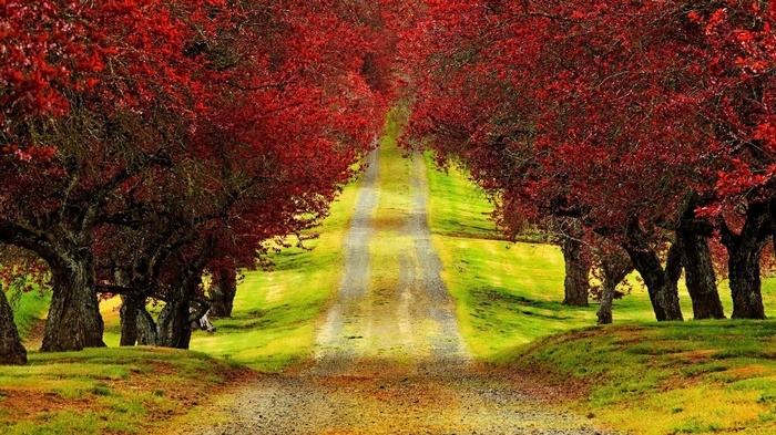 A dirt road lined with trees with red leaves