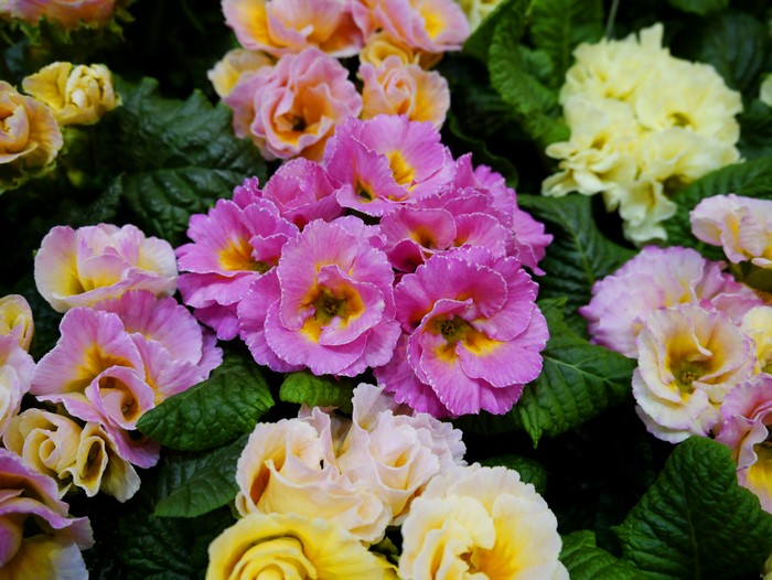 4K Closeup of Pink and Yellow Primula Flowers