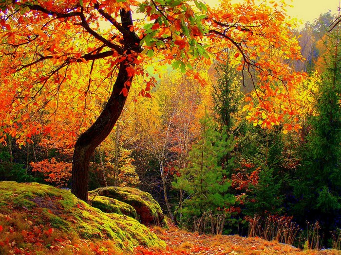 Autumn forest with colorful foliage and mossy rocks