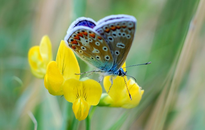 A blue butterfly rests on yellow flowers